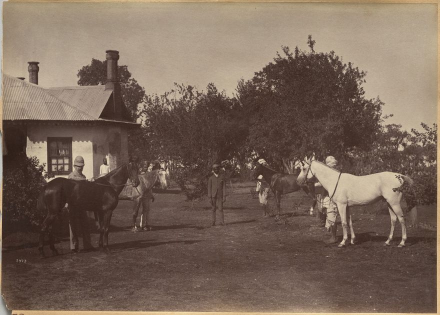Lord William Beresford's horses by Raja Deen Dayal