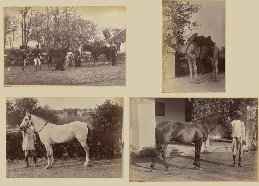 Captain Brown's horses, Jhansi (recto, top); Captain Bailward's horses (recto, bottom); Captain Bailward's camel (verso, left); Captain Bailward's horse, Jhanso (verso, right) by Raja Deen Dayal