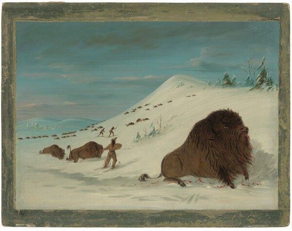 Buffalo Lancing in the Snow Drifts - Sioux by George Catlin