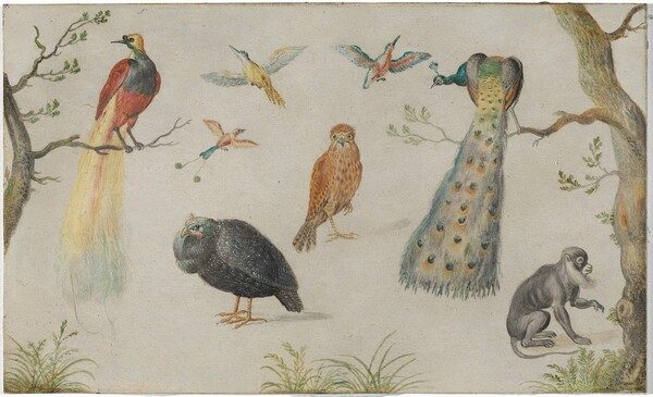 Study of Birds and Monkey by Circle of Jan van Kessel the Elder