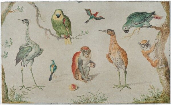 Study of Birds and Monkeys by Circle of Jan van Kessel the Elder