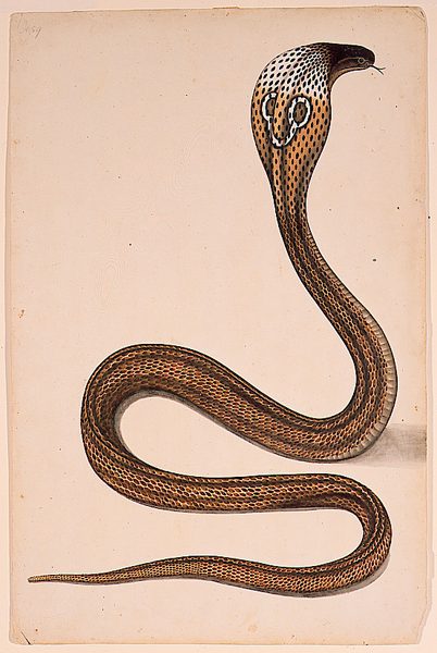 A cobra (Maja tripudians) with hood spread by Unknown artist