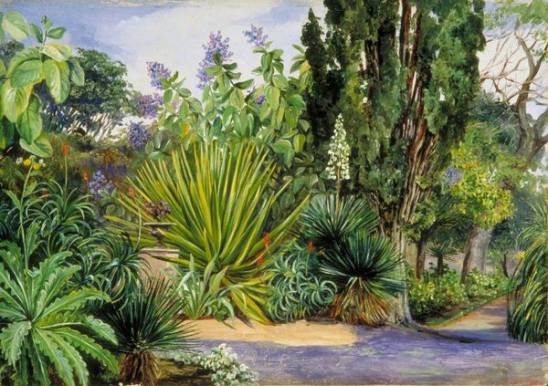 View in the Garden of Acclimatisation, Teneriffe by Marianne North